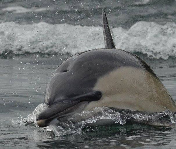 common dolphin 1