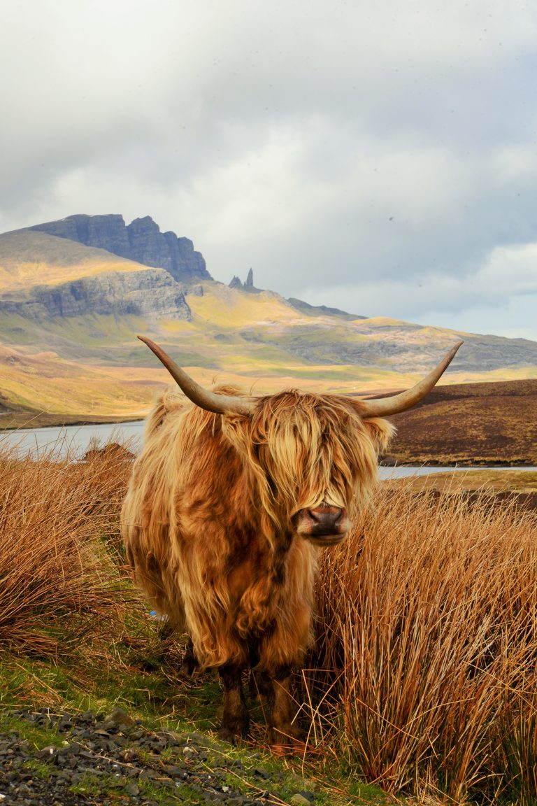 Photography Tours and Tutorials > Skye High Wildlife